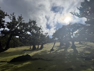 Photo in Witch Tree Estrada Regional 209 Ribeira da Janela Porto Moniz Madeira 9270 Portugal