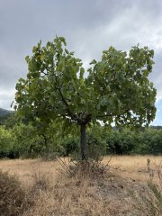 Photo in ?????? - ???????? Kymi - Aliveri Anna Municipality Euboea Regional Unit Central Greece Thessaly and Central Greece Greece