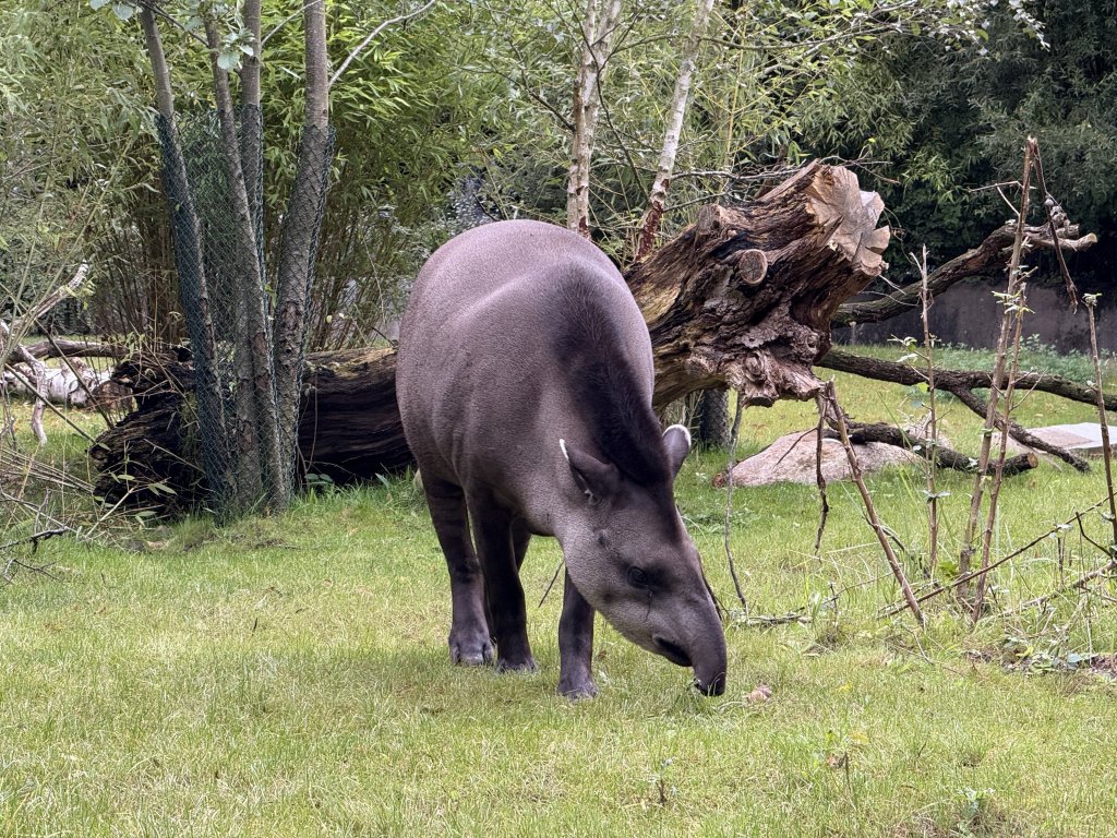 Photo in Asiatischer Elefant Lokstedter Grenzstrasse Lokstedt Eimsbuttel Hamburg 22527 Germany