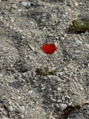 Photo in Oludeniz Beach Oludeniz Caddesi Belcegiz Oludeniz Fethiye Mugla Aegean Region 48340 Turkey