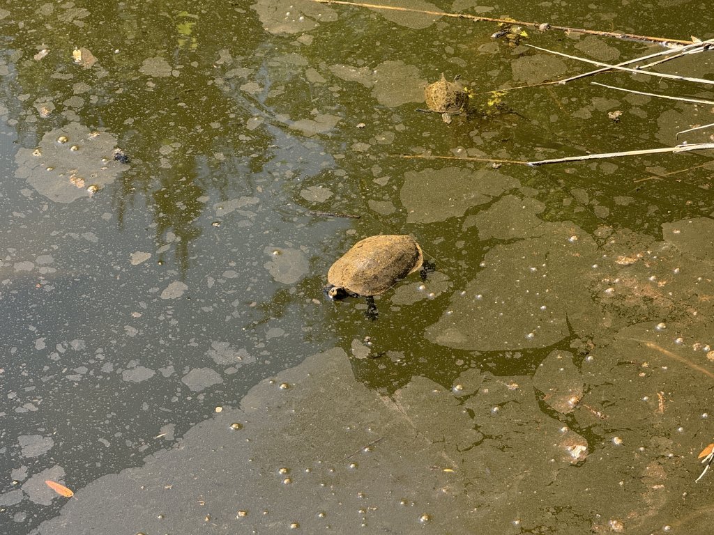 Photo in Turtle Pool Kassandra-Height walk ???? ????????? Pallini Municipal Unit Kassandra Municipality Chalkidiki Regional Unit Central Macedonia Macedonia and Thrace 630 85 Greece